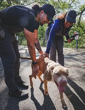 k9-conditioning-about-us-001